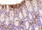 Selenium Binding Protein 1 Polyclonal Antibody